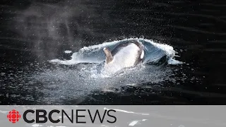 After being stranded for weeks, this orca calf swims free from B.C. lagoon