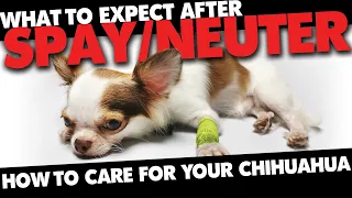 Caring for your Chihuahua after Spay or Neuter Surgery | Sweetie Pie Pets by Kelly Swift