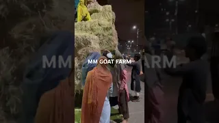 Alfalfa hay Available in karachi #alfalfa #vlog #goatfarm #goatfarming #alfalfahay #goat#lucerne