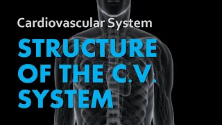 Structure of the Heart & CV System | Cardiovascular System 01 | Anatomy & Physiology