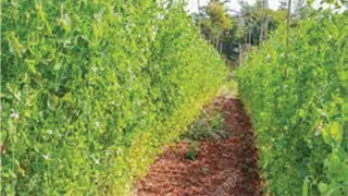 Amazing Agriculture Technology - Green Pea Farming  - Tractor Technology