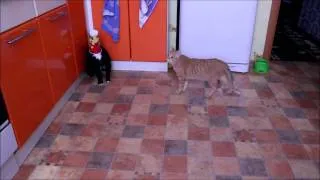 Michael Jackson - "Bad" (Cats version)