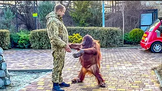 Дана устроила Олегу Зубкову  СИДЯЧУЮ ЗАБАСТОВКУ, она хочет гулять по парку, а не идти в  вольер!