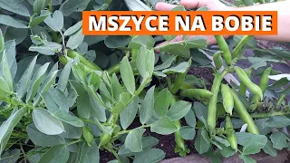 Jak zwalczać mszyce na bobie? Jak uszczykiwać bób, by mieć duże plony?