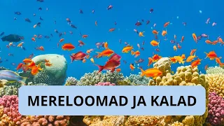 Mereloomad ja kalad