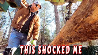 I GOT INVADED | tiny house, homesteading, off-grid, cabin build, DIY, HOW TO, sawmill, tractor