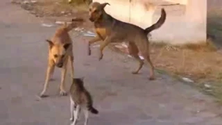 Angry Cats Vs Dogs Funny Compilation Video Ever| cats and dog Fight|My Way