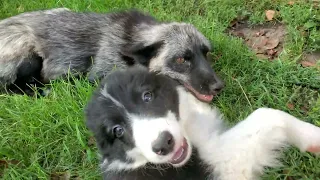 Border Collie puppy meets fox for the first time