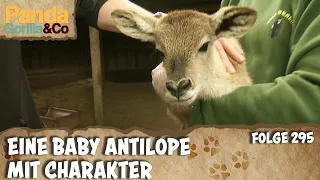 Tierpfleger vs. flinkes Antilopen-Baby: Das Versteckspiel | Panda, Gorilla & Co.