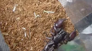Stung by a Forest Scorpion