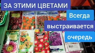 Всегда выращиваю цветы невероятной красоты, Многолетние и Однолетние цветы для сада