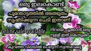 Africon violet online sale/gardening/gardening tips/africon violet care Malayalam