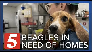 After being removed from a mass-breeding facility, 40 beagles arrive in West Nashville