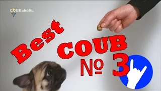 Best Coubs of february 2016 (№3)Лучшие в COUB за февраль