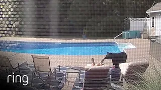 Bear Wakes Up Guy Taking a Nap By The Pool Captured Via Ring Security Camera | RingTV