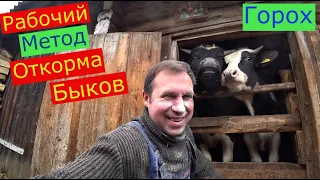 РАБОЧИЙ ЭФФЕКТИВНЫЙ МЕТОД ОТКОРМА БЫКОВ ,ГОРОХОВАЯ МУКА