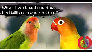 Eye ring lovebird pair up with non eye ring lovebird | Green Fischer & Peach faced | BirdsGalaxy