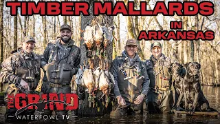 Flooded Timber Duck Hunting! (Mallards In Arkansas) | THE GRIND S12: E8