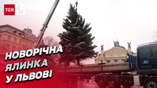 🎄 У Львові встановили новорічну ялинку