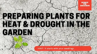 How To Prepare For Drought In The Garden. The Best Methods To Reduce Water Usage In The Garden