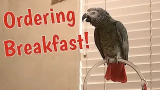 Einstein Parrot places breakfast order