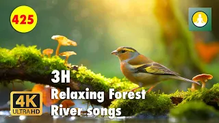 4K Flowing Water: Ambient Nature Sounds for Stress-Free Sleep and Focus - Meditation 425