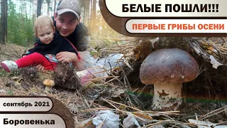 БЕЛЫЕ ПОШЛИ !!! Первые ГРИБЫ ОСЕНИ 2021. Грибное АССОРТИ. БЕЛЫЕ ГРИБЫ, МАСЛЯТА, ПОЛЬСКИЕ, ЛИСИЧКИ