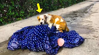 Dog Refused To Leave His Blanket. What Happened Next Will Make You Cry!