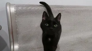 The void that meows like Butters