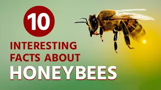 Bee Amazed: 10 Honeybee Facts That Will Blow Your Mind | The Animal Explorer #shorts