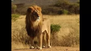 Wildlife Black Raging Zone HD || National Geographic Documentary 2017