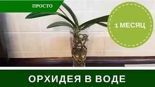 Орхидея в Воде Без Грунта