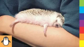 4 Hedgehog Lovers ❤ Funny and Cute Hedgehogs Videos Compilation