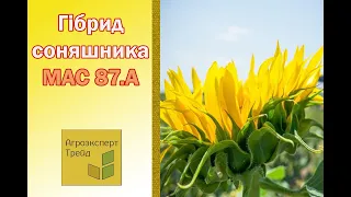 Соняшник МАС 87.А 🌻, опис гібриду 🌻 - насіння в Україні