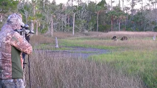 .300 Blackout Does Devastating Damage To Wild Hog On Florida Marsh Hunt