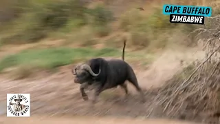 Dangerous Shot at a Cape Buffalo on the Run