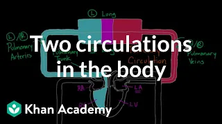 Two Circulations in the Body | Circulatory system physiology | NCLEX-RN | Khan Academy