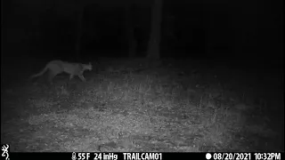 Mountain lion near Big Bear CA. Browning trail cam in San Bernardino NF. D14. Puma, panther