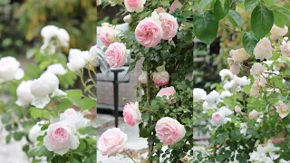 Favorite Roses for Cottage Gardens | Small Rose Garden Tour