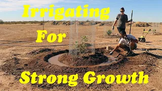 Proper Irrigation for Fruit Tree Growth | Desert Fruit Trees