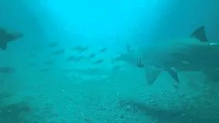 Scuba diving with Sand Tiger sharks on the USS Caribsea