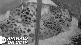 Our Snow Leopards Cuddle Like This Every Single Night | Animals on CCTV