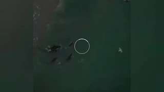 Orcas (killer whales) follow a swimmer at Hahei Beach, New Zealand : News