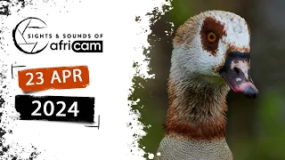 Sights and Sounds of Africam - 23 April 2024