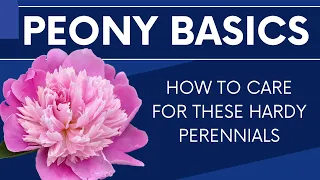 Peony Basics - Best Care Tips for These Hardy Perennials