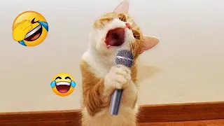 😸🤣 So Funny! Funniest Cats and Dogs 2024 😻🐱 Best Funny Animals 2024 # 19