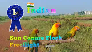 Indian 🇮🇳 1st Sun Conure flock Freeflight