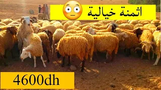 اجي تشوف اثمنة كبش العيد بمدينة وجدة و الجهة الشرقي - اضحية عيد الاضحى - طريق جرادة