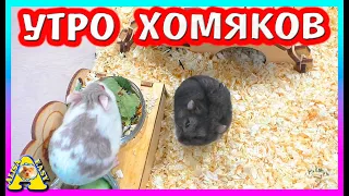 Утро моих Хомяков / Как такое возможно?  / Alisa Easy Pets / Алиса Изи Петс