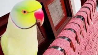 Amazing and Talkative Ringneck speaking parrot I Talking parrot I best parrot talking in urdu hindi